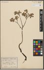Foto von Salix aurita L.
